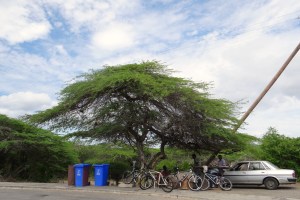 Williwoodians waxing poetic “bo’i palu”.
