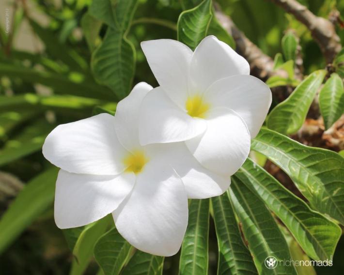Plumeria_Flor di Pal'i Lechi