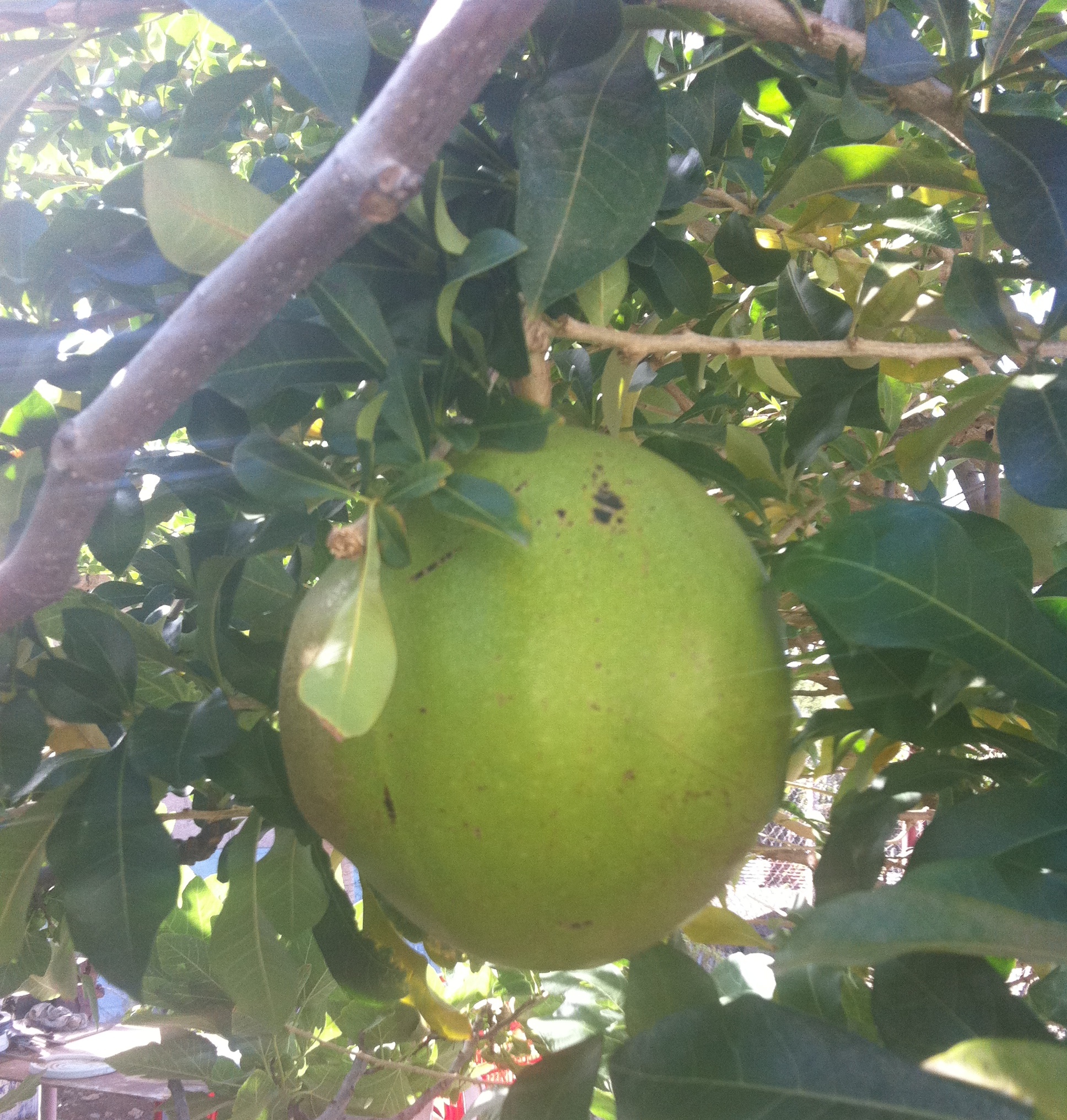 Kalbas Tea 895. Curaçao’s Calabash | 1000 Awesome Things About Curaçao