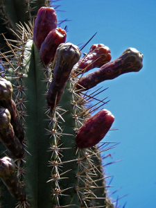 829. Curaao's Confusing Cacti | 1000 Awesome Things About Curaao