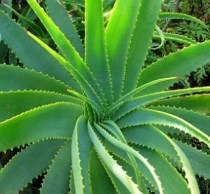 aloe_vera_400x371