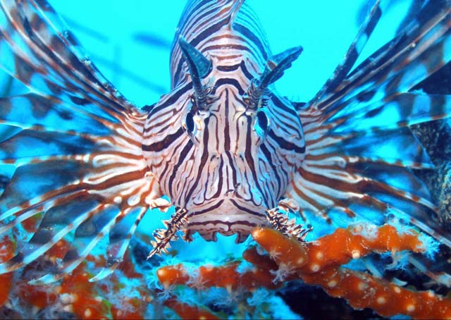 Lionfish-4
