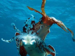 Source: carmabi,org.